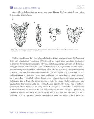152
VIDA E MEIO AMBIENTE Diversidade e Evolução de Vertebrados
Licenciatura em Ciências · USP/Univesp
A morfologia do hemipênis varia entre os grupos (Figura 5.26), constituindo um caráter
de importância taxonômica.
Os Chelonia, Crocodylia e Rhynchocephalia são ovíparos, assim como parte dos Squamata.
Entre eles, no entanto, a viviparidade (20% das espécies) surgiu várias vezes, tanto em lagartos
(pelo menos 45 vezes) como em cobras (35 vezes).Entretanto,a viviparidade não está distribuída
homogeneamente entre as famílias – quase metade daquelas 45 origens independentes da vivi-
paridade em lagartos ocorre nos Scincidae,por outro lado,não há nenhm caso conhecido entre
os Teiidae. Entre as cobras, uma alta frequência de espécies vivíparas ocorre entre osViperidae,
incluindo cascavéis e jararacas. Porém, todos os Elapidae (corais verdadeiras, najas, cobras-rei)
são ovíparos.Essa viviparidade pode ser de dois tipos – pela simples retenção do ovo no oviduto
da fêmea, o qual se desenvolve exclusivamente as custas do próprio vitelo (lecitotrofia, o que
alguns chama de ovoviviparidade) ou com transferência de nutrientes da mãe para os embriões
(matotrofia) através de tecidos do tipo placenta. A vantagem da viviparidade é proporcionar
o desenvolvimento do embrião até fases mais avançadas em uma condição e proteção, de
modo que o jovem recém-nascido, mais avançado, estaria mais apto para sobreviver. Por outro
lado, esta estratégia espaça os eventos reprodutivos, de modo que o número de descendentes
Figura 5.26: Exemplos de hemipênis em cobras. A. um colubrídeo; B. um viperídeo; C. um boídeo; D. um elapídeo. / Fonte:
modificado de Ziswiler, 1980; elaborado por USP/Univesp
 