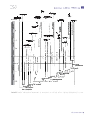 125
OS AMINIOTA: RÉPTEIS 5
Licenciatura em Ciências · USP/Univesp
Figura 5.2: Relações filogenéticas dos Sarcopterygii e dosTetrapoda. / Fonte: modificado de Pough et al., 2008; elaborado por USP/Univesp
 