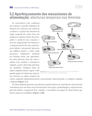 126
VIDA E MEIO AMBIENTE Diversidade e Evolução de Vertebrados
Licenciatura em Ciências · USP/Univesp
5.2 Aperfeiçoamento dos mecanismos de
alimentação: aberturas temporais nos Amniota
As características mais conspícuas
que separam os grandes subgrupos de
Amniota são a presença (ou ausência),
o número e a posição das aberturas da
região temporal do crânio. Uma das
tendências evolutivas dentro dos tetrá-
podes é a perda de ossos cranianos, e
uma das sinapomorfias dos Amniota é
o desaparecimento dos ossos intertem-
poral, tabular e pós-parietal (presentes
nos anfíbios), porém, o crânio ainda
permanece solidamente ossificado
nos Amniota basais, não apresentan-
do outras aberturas além das nasais e
orbitais. Esta condição é chamada de
anápsida, a qual é observada ainda hoje
nos quelônios. Linhagens basais de
répteis anápsidos deram origem a dois
grandes grupos de répteis que apresen-
tam aberturas na região temporal do
crânio, originadas independentemente, caracterizando respectivamente as condições sinápsida
e diápsida (Figura 5.3).
O crânio sinápsido apresenta uma abertura temporal inferior de cada lado do crânio,limitada
ventralmente por uma barra óssea formada pelos ossos jugal e quadradojugal, e, superiormente,
pelo pós-orbital e esquamosal. Esta condição é encontrada nos grupos de répteis fósseis que
deram origem aos mamíferos (Figura 5.4B).
Figura 5.3: Aberturas temporais nos Amniota / Fonte: modificado de
Hofling et al., 1995; elaborado por USP/Univesp
 