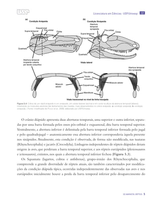 127
OS AMINIOTA: RÉPTEIS 5
Licenciatura em Ciências · USP/Univesp
O crânio diápsido apresenta duas aberturas temporais, uma superior e outra inferior, separa-
das por uma barra formada pelos ossos pós-orbital e esquamosal, dita barra temporal superior.
Ventralmente, a abertura inferior é delimitada pela barra temporal inferior formada pelo jugal
e pelo quadradojugal – anatomicamente essa abertura inferior corresponderia àquela presente
nos sinápsidos. Atualmente, esta condição é observada, de forma não modificada, nas tuataras
(Rhynchocephalia) e jacarés (Crocodylia).Linhagens independentes de répteis diápsidos deram
origem às aves, que perderam a barra temporal superior, e aos répteis euriápsidos (plesiossauros
e ictiossauros), extintos, nos quais a abertura temporal inferior fechou (Figura 5.3).
Os Squamata (lagartos, cobras e anfisbenas), grupo-irmão dos Rhynchocephalia, que
compreende a grande diversidade de répteis atuais, são também caracterizados por modifica-
ções da condição diápsida típica, ocorridas independentemente das observadas nas aves e nos
euriápsidos: inicialmente houve a perda da barra temporal inferior pelo desaparecimento do
Figura 5.4: Crânio de um réptil anápsido e um sinápsido, em vistas latareis (acima) e em corte na altura da abertura temporal (abaixo),
mostrando os músculos adutores (de fechamento) das maxilas, mais desenvolvidos no crânio anápsido. a: condição anápsida; b: condição
sinapsida. / Fonte: modificado de Pough et al., 2008; elaborado por USP/Univesp
 