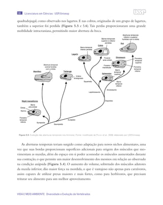 128
VIDA E MEIO AMBIENTE Diversidade e Evolução de Vertebrados
Licenciatura em Ciências · USP/Univesp
quadradojugal, como observado nos lagartos. E nas cobras, originadas de um grupo de lagartos,
também a superior foi perdida (Figura 5.5 e 5.6).Tais perdas proporcionaram uma grande
mobilidade intracraniana, permitindo maior abertura da boca.
As aberturas temporais teriam surgido como adaptação para novos nichos alimentares, uma
vez que suas bordas proporcionam superfícies adicionais para origem dos músculos que mo-
vimentam as maxilas, além do espaço em si poder acomodar os músculos aumentados durante
sua contração,o que permite um maior desenvolvimento dos mesmos em relação ao observado
na condição anápsida (Figura 5.4). O aumento do volume, sobretudo dos músculos adutores
da maxila inferior, dão maior força na mordida, o que é vantajoso não apenas para carnívoros,
assim capazes de utilizar presas maiores e mais fortes, como para herbívoros, que precisam
triturar seu alimento para um melhor aproveitamento.
Figura 5.5: Evolução das aberturas temporais nos Amniota / Fonte: modificado de Pough et al., 2008; elaborado por USP/Univesp
 