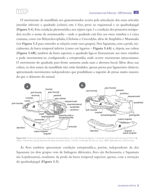 129
OS AMINIOTA: RÉPTEIS 5
Licenciatura em Ciências · USP/Univesp
O movimento da mandíbula nos gnatostomados ocorre pela articulação dos ossos articular
(maxilar inferior) e quadrado (crânio); este é fixo, preso ao esquamosal e ao quadradojugal
(Figura 5.4).Esta condição plesiomórfica nos répteis (que é a condição dos primeiros tetrápo-
des) recebe o nome de monimostilia – onde o quadrado está fixo aos ossos vizinhos e à caixa
craniana, como em Rhynchocephalia, Chelonia e Crocodylia, além de Amphibia e Mammalia
(ver Figura 5.2 para entender as relações entre esses grupos). Nos Squamata, com a perda, ini-
cialmente, da barra temporal inferior (como em lagartos – Figura 5.6A) e, depois, nas cobras
(Figura 5.6B), também da barra superior, o quadrado liga-se frouxamente aos ossos vizinhos
e pode movimentar-se, configurando a estreptostilia, onde ocorre movimento intracraniano.
O movimento do quadrado para frente aumenta ainda mais a abertura bucal. Além disso, nas
cobras, os dois ramos da mandíbula não estão fundidos, apenas presos por ligamentos elásticos,
apresentando movimentos independentes que possibilitam a ingestão de presas muito maiores
do que o diâmetro do animal.
As Aves também apresentam condição estreptostílica, porém, independente da dos
Squamata (os dois grupos vem de linhagens diferentes, Aves são Archosauria, e Squamata
são Lepidosauria), resultante da perda da barra temporal superior, apenas, com a retenção
do quadradojugal (Figura 5.5).
Figura 5.6: Crânios de Squamata, diápsidos estreptostílicos, em vista lateral. a: lagarto, mostrando a perda da barra temporal inferior; b:
cobra, mostrando a perda adicional da barra temporal inferior. / Fonte: modificado de Hofling et al, 1995; elaborado por USP/Univesp
ba
 