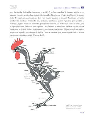165
Aves 6
Licenciatura em Ciências · USP/Univesp
aves da família Anhimidae (anhumas e tachãs). A coluna vertebral é bastante rígida, e em
algumas espécies as vértebras dorsais são fundidas. Na cintura pélvica também se observa a
fusão de vértebras que, unidas ao íleo e ao ísquio, formam o sinsacro. As últimas vértebras
caudais são fundidas, formando uma estrutura conhecida como pigóstilo, que sustenta as
rectrizes. Alguns ossos dos membros posteriores também são reduzidos, como a fíbula, que
se apresenta com forma de um espinho, lateralmente ao tibiotarso. Existem quatro dedos,
sendo que o dedo I (hálux) direciona-se caudalmente aos demais. Algumas espécies podem
apresentar redução no número de dedos, como a avestruz, que possui apenas dois; e a ema,
que possui três dedos no pé (Figura 6.10).
Figura 6.10: Esqueleto de ave
/ Fonte: del Hoyo et al, 1992;
elaborado por USP/Univesp
 