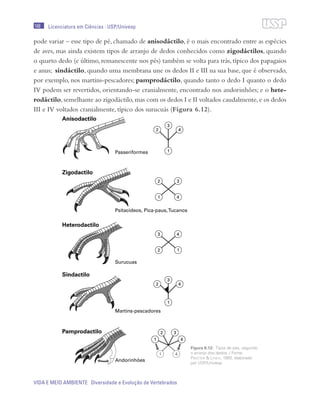 168
VIDA E MEIO AMBIENTE Diversidade e Evolução de Vertebrados
Licenciatura em Ciências · USP/Univesp
pode variar – esse tipo de pé, chamado de anisodáctilo, é o mais encontrado entre as espécies
de aves, mas ainda existem tipos de arranjo de dedos conhecidos como zigodáctilos, quando
o quarto dedo (e último, remanescente nos pés) também se volta para trás, típico dos papagaios
e anus; sindáctilo, quando uma membrana une os dedos II e III na sua base, que é observado,
por exemplo, nos martins-pescadores; pamprodáctilo, quando tanto o dedo I quanto o dedo
IV podem ser revertidos, orientando-se cranialmente, encontrado nos andorinhões; e o hete-
rodáctilo,semelhante ao zigodáctilo,mas com os dedos I e II voltados caudalmente,e os dedos
III e IV voltados cranialmente, típico dos surucuás (Figura 6.12).
Figura 6.12: Tipos de pés, segundo
o arranjo dos dedos. / Fonte:
Proctor & Lynch, 1993; elaborado
por USP/Univesp
 