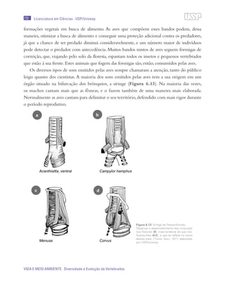 170
VIDA E MEIO AMBIENTE Diversidade e Evolução de Vertebrados
Licenciatura em Ciências · USP/Univesp
formações vegetais em busca de alimento. As aves que compõem esses bandos podem, dessa
maneira, otimizar a busca de alimento e conseguir uma proteção adicional contra os predadores,
já que a chance de ser predado diminui consideravelmente, e um número maior de indivíduos
pode detectar o predador com antecedência. Muitos bandos mistos de aves seguem formigas de
correição, que, viajando pelo solo da floresta, espantam todos os insetos e pequenos vertebrados
que estão à sua frente. Estes animais que fogem das formigas são, então, consumidos pelas aves.
Os diversos tipos de sons emitidos pelas aves sempre chamaram a atenção, tanto do público
leigo quanto dos cientistas. A maioria dos sons emitidos pelas aves tem a sua origem em um
órgão situado na bifurcação dos brônquios, a siringe (Figura 6.13). Na maioria das vezes,
os machos cantam mais que as fêmeas, e o fazem também de uma maneira mais elaborada.
Normalmente as aves cantam para delimitar o seu território,defendido com mais rigor durante
o período reprodutivo.
Figura 6.13: Siringe de Passeriformes.
Observar o desenvolvimento dos músculos
nos Oscines (D), mais evidente do que nos
Suboscines (A-C), e que se reflete no canto
destas aves. / Fonte: Ames, 1971; elaborado
por USP/Univesp
a
c
b
d
 