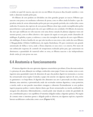 177
Aves 6
Licenciatura em Ciências · USP/Univesp
o ninho no qual ele nasceu, seja um ovo ou um filhote de poucos dias, ficando sozinho e com
todo o alimento trazido pelos pais.
Os filhotes de aves podem ser divididos em dois grandes grupos ao nascer. Filhotes que
nascem com pouca ou nenhuma cobertura de penas, com os olhos ainda fechados e que de-
pendem ainda de serem alimentados pelos pais por um grande período, são conhecidos como
nidícolas.A maioria das espécies de aves possui filhotes desse tipo, sendo exemplificados pelos
passeriformes e por grande parte das aves que nidificam em cavidades. Os filhotes da maioria
das aves que nidificam no solo nascem com uma densa camada de plumas (algumas vezes até
mesmo penas), com os olhos abertos e são capazes de seguir os seus pais, sendo chamados de
nidífugos.A galinha, o pato, a codorna e a ema são exemplos de espécies de aves cujos filhotes
são nidífugos.A única família de ave que não incuba os seus ovos e não cuida dos seus filhotes
é Megapodiidae (Ordem Galliformes), da região Australiana. Os pais constroem um grande
amontoado de folhas e terra, onde a fêmea deposita os seus ovos e os enterra. Por meio de
um sofisticado esquema de controle de temperatura realizado pelos pais, que aumentam ou
diminuem a quantidade de material sobre os ovos, os filhotes nascem e são independentes
desde então, já com penas nas asas.
6.4 Anatomia e funcionamento
O sistema digestivo das aves apresenta algumas características peculiares.Uma das mais notáveis
é a presença de uma dilatação no esôfago, conhecida como papo. Como em muitas vezes as aves
ingerem uma quantidade maior de alimentos do que elas podem digerir no momento, o excesso
fica armazenado nessa região. Contudo, o papo está ausente em algumas espécies de aves, como
os gaturamos e os beija-flores.A digestão dos alimentos nas aves é processada em duas câmaras
distintas, uma anterior, o proventrículo, onde são secretadas enzimas digestivas, e uma posterior,
a moela, onde as suas paredes musculares esmagam o alimento. Eventualmente as aves podem
ingerir pequenas pedras e outros objetos duros, que ficam armazenados na moela, auxiliando na
moagem dos alimentos. Adicionalmente, a moela pode estar situada no centro de gravidade da
ave,contribuindo para o seu equilíbrio.O intestino delgado realiza a digestão química.Na região
de contato entre o intestino grosso e delgado pode-se observar, em algumas espécies, expansões
laterais saculiformes conhecidas como cecos (Figura 6.14).
 