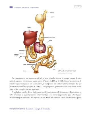 178
VIDA E MEIO AMBIENTE Diversidade e Evolução de Vertebrados
Licenciatura em Ciências · USP/Univesp
As aves possuem um sistema respiratório sem paralelos dentre os outros grupos de ver-
tebrados, com a presença de sacos aéreos (Figura 6.15A e 6.15B). Existe um sistema de
parabrônquios conectado aos sacos aéreos, e o ar possui um sentido único, diferente do que
ocorre nos mamíferos (Figura 6.15A). O coração possui quatro cavidades, dois átrios e dois
ventrículos, completamente separados.
A audição e a visão são os órgãos dos sentidos mais desenvolvidos nas aves. Esses dois sen-
tidos permitem o reconhecimento interespecífico e são muito importantes para a localização
do alimento para a maioria das espécies de aves. O olfato, contudo, é mais desenvolvido apenas
Figura 6.14: Sistema digestivo das
aves. / Fonte: del Hoyo et al., 1992;
elaborado por USP/Univesp
 