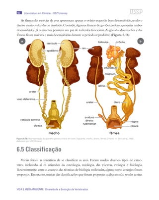 180
VIDA E MEIO AMBIENTE Diversidade e Evolução de Vertebrados
Licenciatura em Ciências · USP/Univesp
As fêmeas das espécies de aves apresentam apenas o ovário esquerdo bem desenvolvido,sendo o
direito muito reduzido ou atrofiado.Contudo,algumas fêmeas de gaviões podem apresentar ambos
desenvolvidos.Já os machos possuem um par de testículos funcionais.As gônadas dos machos e das
fêmeas ficam maiores e mais desenvolvidas durante o período reprodutivo (Figura 6.16).
6.5 Classificação
Várias foram as tentativas de se classificar as aves. Foram usados diversos tipos de carac-
teres, incluindo aí os oriundos da osteologia, miologia, das vísceras, etologia e fisiologia.
Recentemente,com os avanços das técnicas de biologia molecular,alguns novos arranjos foram
propostos. Entretanto, muitas das classificações que foram propostas acabaram não sendo aceitas
Figura 6.16: Representação do aparelho genito-urinário em aves. Esquerda, macho, direita, fêmea. / Fonte: del Hoyo et al., 1992;
elaborado por USP/Univesp
ba
 
