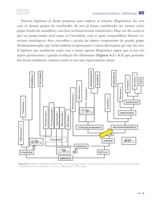 159
Aves 6
Licenciatura em Ciências · USP/Univesp
Diversas hipóteses já foram propostas para explicar as relações filogenéticas das aves
com os demais grupos de vertebrados. As aves já foram consideradas até mesmo como
grupo-irmão dos mamíferos, com base na homeotermia endotérmica. Hoje em dia aceita-se
que seu grupo-irmão atual sejam os Crocodylia, com os quais compartilham diversos ca-
racteres osteológicos. Aves, crocodilos e jacarés são répteis componentes do grande grupo
Archosauromorpha, que inclui também os pterosauros e outros dinossauros que não são aves.
A hipótese que atualmente conta com o maior suporte filogenético sugere que as aves são
répteis pertencentes à grande irradiação dos Dinosauria (Figuras 6.2 e 6.3) que, portanto,
não foram totalmente extintos, sendo as aves seus representantes atuais.
Figura 6.2: Relações filogenéticas dos Amniota, incluindo grupos fósseis. Destacado a posição das aves como Archosauromorpha
e Dinosauria./ Fonte: cortesia de L. F. Silveira; elaborado por USP/Univesp
 