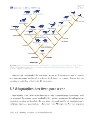 160
VIDA E MEIO AMBIENTE Diversidade e Evolução de Vertebrados
Licenciatura em Ciências · USP/Univesp
A característica mais notável das aves atuais é a presença de penas recobrindo o corpo. As
aves atuais apresentam um bico córneo, desprovido de dentes e o pescoço é longo e fino, com
um número variável de vértebras (até 25, nos cisnes).
6.2 Adaptações das Aves para o voo
A presença de penas é uma característica que permite a qualquer pessoa reunir as aves atuais
em um grupo distinto dos outros vertebrados. No entanto, esta estrutura, formada principal-
mente por queratina,não é exclusiva das aves,sendo encontrada também em outros dinossauros
terópodes, alguns dos quais também podiam voar, como Microraptor gui. As penas surgiram a
Figura 6.3: Relações filogenéticas das aves e dinossauros, mostrando a que as aves são apenas um dos muitos grupos de Dinosauria.
/ Fonte: UNM Biology Undergraduate Labs. (http://biology.unm.edu/ccouncil/Biology_203/Summaries/Phylogeny.htm) – acesso em
21/06/2012; elaborado por USP/Univesp
 