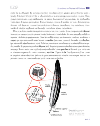 161
Aves 6
Licenciatura em Ciências · USP/Univesp
partir da modificação das escamas presentes em alguns desses grupos, provavelmente com a
função de isolante térmico.Não se sabe,contudo,se as primeiras penas possuíam cor,mas é fato
o aparecimento das cores rapidamente em alguns dinossauros. Nas aves atuais são conhecidos
vários tipos de penas,que realizam diversas funções,como a de auxiliar no voo,a de isolamento
térmico e de água, no reconhecimento interespecífico, na camuflagem e na natação, na cons-
trução de ninhos, auxiliando na flutuação e repelindo a água circundante.
Uma pena típica consiste das seguintes estruturas:um eixo central e firme,composto pelo cálamo
(queestáemcontatocomotegumento),cujoslimitessuperioreinferiorsãomarcadospelosumbílicos
superior e inferior, respectivamente. Distal ao umbílico superior observa-se, contínuo ao cálamo, a
raque, que apresenta ramificações laterais, os vexilos (interno e externo), formados pelas barbas,
que são ramificações laterais da raque.As barbas prendem-se umas às outras através das bárbulas,que
são providas de pequenos ganchos (Figura 6.4).As penas podem se distribuir em regiões definidas
no corpo da ave, sendo essas regiões (tratos) conhecidas como pterilas.As áreas de pele onde não
se observam as penas são conhecidas como aptérias (Figura 6.5). Em algumas espécies, como
os pinguins, não se observam aptérias.As penas são usualmente trocadas uma vez por ano, em um
processo conhecido como muda,que pode variar entre as famílias.
Figura 6.4: Estrutura típica
de uma pena de Ave. /
Fonte: del Hoyo et al., 1992;
elaborado por USP/Univesp
 