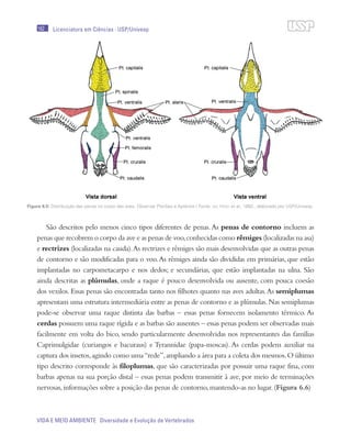 162
VIDA E MEIO AMBIENTE Diversidade e Evolução de Vertebrados
Licenciatura em Ciências · USP/Univesp
São descritos pelo menos cinco tipos diferentes de penas.As penas de contorno incluem as
penas que recobrem o corpo da ave e as penas de voo,conhecidas como rêmiges (localizadas na asa)
e rectrizes (localizadas na cauda).As rectrizes e rêmiges são mais desenvolvidas que as outras penas
de contorno e são modificadas para o voo.As rêmiges ainda são divididas em primárias, que estão
implantadas no carpometacarpo e nos dedos; e secundárias, que estão implantadas na ulna. São
ainda descritas as plúmulas, onde a raque é pouco desenvolvida ou ausente, com pouca coesão
dos vexilos. Essas penas são encontradas tanto nos filhotes quanto nas aves adultas.As semiplumas
apresentam uma estrutura intermediária entre as penas de contorno e as plúmulas.Nas semiplumas
pode-se observar uma raque distinta das barbas – essas penas fornecem isolamento térmico. As
cerdas possuem uma raque rígida e as barbas são ausentes – essas penas podem ser observadas mais
facilmente em volta do bico, sendo particularmente desenvolvidas nos representantes das famílias
Caprimulgidae (curiangos e bacuraus) e Tyrannidae (papa-moscas). As cerdas podem auxiliar na
captura dos insetos,agindo como uma“rede”,ampliando a área para a coleta dos mesmos.O último
tipo descrito corresponde às filoplumas, que são caracterizadas por possuir uma raque fina, com
barbas apenas na sua porção distal – essas penas podem transmitir à ave, por meio de terminações
nervosas,informações sobre a posição das penas de contorno,mantendo-as no lugar.(Figura 6.6)
Figura 6.5: Distribuição das penas no corpo das aves. Observar Pterílias e Aptérios / Fonte: del Hoyo et al., 1992.; elaborado por USP/Univesp
 