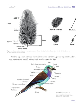 163
Aves 6
Licenciatura em Ciências · USP/Univesp
As várias regiões do corpo das aves recebem nomes específicos, que são importantes, sobre-
tudo, para a correta identificação das espécies. (Figuras 6.7 e 6.8)
Figura 6.6: Diferentes tipos de penas encontrados nas aves. / Fonte: Handbook of Avian Anatomy/ del Hoyo et al, 1992; Baumel et
al. 1993; elaborado por USP/ Univesp
Figura 6.7: Nomenclatura das
diferentes regiões do corpo das
aves. / Fonte: del Hoyo et al., 1992;
elaborado por USP/Univesp
 