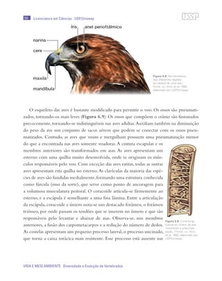 164
VIDA E MEIO AMBIENTE Diversidade e Evolução de Vertebrados
Licenciatura em Ciências · USP/Univesp
O esqueleto das aves é bastante modificado para permitir o voo. Os ossos são pneumati-
zados, tornando-os mais leves (Figura 6.9). Os ossos que compõem o crânio são fusionados
precocemente, tornando-se indistinguíveis nas aves adultas.Auxiliam também na diminuição
do peso da ave um conjunto de sacos aéreos que podem se conectar com os ossos pneu-
matizados. Contudo, as aves que voam e mergulham possuem uma pneumatização menor
do que a encontrada nas aves somente voadoras.A cintura escapular e os
membros anteriores são transformados em asas. As aves apresentam um
esterno com uma quilha muito desenvolvida, onde se originam os mús-
culos responsáveis pelo voo. Com exceção das aves ratitas, todas as outras
aves apresentam esta quilha no esterno.As clavículas da maioria das espé-
cies de aves são fundidas medialmente,formando uma estrutura conhecida
como fúrcula (osso da sorte), que serve como ponto de ancoragem para
a volumosa musculatura peitoral. O coracoide articula-se firmemente ao
esterno, e a escápula é semelhante a uma fina lâmina. Entre a articulação
da escápula, coracoide e úmero nota-se um destacado forâmen, o forâmen
triósseo, por onde passam os tendões que se inserem no úmero e que são
responsáveis pelo levantar e abaixar de asas. Observa-se, nos membros
anteriores, a fusão dos carpometacarpos e a redução do número de dedos.
As costelas apresentam um pequeno processo lateral, o processo uncinado,
que torna a caixa torácica mais resistente. Esse processo está ausente nas
Figura 6.8: Nomenclatura
das diferentes regiões
da cabeça de uma ave /
Fonte: del Hoyo et al, 1992;
elaborado por USP/Univesp
Figura 6.9: Corte longi-
tudinal do úmero de ave,
mostrando a pneumati-
zação. / Fonte: del Hoyo
et al, 1992; elaborado por
USP/Univesp
 