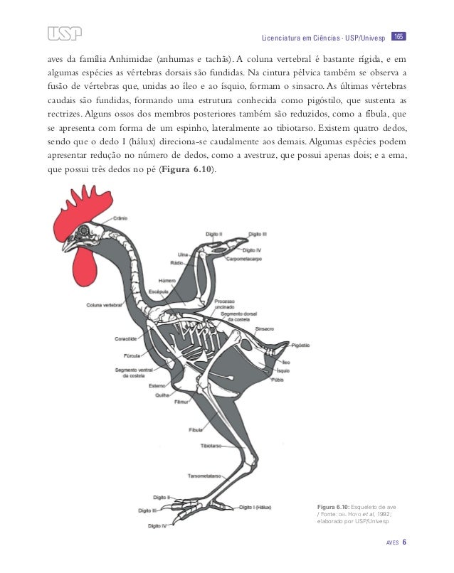 OSTEOLOGIA DE AVES EPUB OSTEOLOGIA DE AVES EPUB