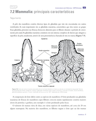 197
MAMMALIA 7
Licenciatura em Ciências · USP/Univesp
7.2 Mammalia: principais características
Tegumento
A pele dos mamíferos contém diversos tipos de glândulas que não são encontradas em outros
vertebrados.As mais importantes são as glândulas mamárias, característica que deu nome ao grupo.
Essas glândulas,presentes nas fêmeas,fornecem alimento para os filhotes durante o período de cresci-
mento pós-natal.As glândulas mamárias consistem em um sistema complexo de ductos que atingem a
superfície da pele,usualmente,através de uma proeminência chamada de teta ou mama (Figura 7.9).
A composição do leite difere entre as espécies de mamíferos.O leite produzido nas glândulas
mamárias de fêmeas de mamíferos cujos filhotes crescem muito rapidamente contém maiores
níveis de proteína e gordura, um exemplo é o leite produzido pelas focas.
O número de mamas vária de duas, em várias espécies de mamíferos, até cerca de 20 em
alguns marsupiais. Na maioria dos mamíferos, os filhotes sugam o leite que sai das mamas
Figura 7.9: Corte da mama e tecidos associados de um primata (direita) e a mama ou teta de um artiodactilo (esquerda). Termos
da esquerda para direita: epiderme, cisterna, glândulas mamárias ativas, tecido conjuntivo, músculos circulares, ductos lactíferos,
glândula sebácea e gordura. / Fonte: modificado de Vaughan et al., 2011; elaborado por USP/Univesp
 
