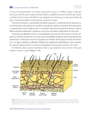 198
VIDA E MEIO AMBIENTE Diversidade e Evolução de Vertebrados
Licenciatura em Ciências · USP/Univesp
ou tetas. Os monotremados, no entanto, não possuem mamas e os filhotes sugam o leite que
escorre por tufos de pelo na região mamária.Baleias e golfinhos possuem músculos que forçam
a entrada do leite na boca dos filhotes, uma adaptação em animais que se alimentam dentro da
água e não possuem lábios, sendo, portanto, incapazes de sugar.
O período de lactação e a proximidade dos filhotes propiciam o estabelecimento de interações so-
ciais estreitas para muitas espécies de mamíferos,especialmente aquelas com padrões de forrageamento
e comportamento social complexos.Este é um período extremamente importante,durante o qual os
filhotes aprendem rapidamente e preparam-se para uma vida adulta e independente das suas mães.
Outros tipos de glândulas exócrinas,ou seja,glândulas cujas secreções não vão para a corrente san-
guínea,são também importantes.A secreção aquosa das glândulas sudoríparas funciona,primariamente,
promovendo o resfriamento através de evaporação,mas também elimina algumas toxinas.Nos huma-
nos e em alguns ungulados,as glândulas sudoríparas são amplamente distribuídas por toda a superfície
do corpo.Em alguns roedores e carnívoros,essas glândulas ocorrem apenas nos pés ou no ventre.
Os folículos pilosos possuem glândulas sebáceas que produzem uma secreção oleosa que
lubrifica os pelos e a pele (Figura 7.10).
Figura 7.10: Diagrama da pele de um mamífero, mostrando as camadas e diversas estruturas associadas, inclusive as glândulas
sebáceas e sudoríparas. Termos da esquerda para direita: epiderme, terminação nervosa, vasos sanguíneos, células de gordura,
glândula sebácea, músculo eretor do pelo, raiz do pelo, glândula sebácea, pele, capilar, papila dérmica, epiderme e pelo. / Fonte:
modificado de Vaughan et al., 2011; elaborado por USP/Univesp
 