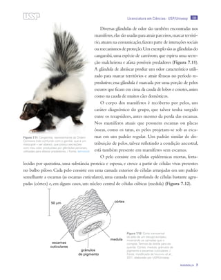 199
MAMMALIA 7
Licenciatura em Ciências · USP/Univesp
Diversas glândulas de odor são também encontradas nos
mamíferos,elas são usadas para atrair parceiros,marcar territó-
rio,atuam na comunicação,fazem parte de interações sociais
oumecanismosdeproteção.Umexemplosãoasglândulasdo
cangambá,uma espécie de carnívoro,que espirra uma secre-
ção malcheirosa e afasta possíveis predadores (Figura 7.11).
A glândula de almíscar produz um odor característico utili-
zado para marcar territórios e atrair fêmeas no período re-
produtivo;essa glândula é marcada por uma porção de pelos
escuros que ficam em cima da cauda de lobos e coiotes,assim
como na cauda de muitos cães domésticos.
O corpo dos mamíferos é recoberto por pelos, um
caráter diagnóstico do grupo, que talvez tenha surgido
entre os terapsídeos, antes mesmo da perda das escamas.
Nos mamíferos atuais que possuem escamas ou placas
ósseas, como os tatus, os pelos projetam-se sob as esca-
mas em um padrão regular. Um padrão similar de dis-
tribuição de pelos, talvez refletindo a condição ancestral,
está também presente em mamíferos sem escamas.
O pelo consiste em células epidérmicas mortas, forta-
lecidas por queratina, uma substância proteica e espessa, e cresce a partir de células vivas presentes
no bulbo piloso. Cada pelo consiste em uma camada exterior de células arranjadas em um padrão
semelhante a escamas (as escamas cuticulares),uma camada mais profunda de células bastante agru-
padas (córtex) e,em alguns casos,um núcleo central de células cúbicas (medula) (Figura 7.12).
Figura 7.11: Cangambá, representante da Ordem
Carnivora (não confundir com o gambá, que é um
marsupial – ver abaixo), que possui secreções
com mau odor, produzidas por glândulas perianais,
utilizadas para afastar predadores. / Fonte: latinstock
Figura 7.12: Corte transversal
do pelo de um texugo europeu,
mostrando as camadas que o
compõe. Termos da direita para es-
querda: Córtex, medula, grânulos de
pigmento e escamas cuticulares. /
Fonte: modificado de Vaughan et al.,
2011; elaborado por USP/Univesp
 