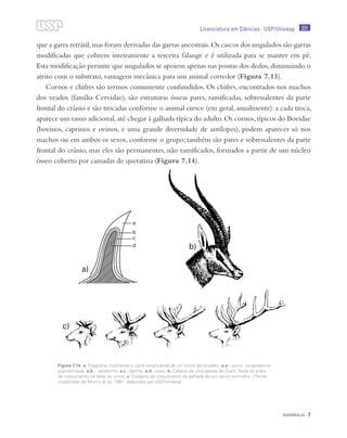 201
MAMMALIA 7
Licenciatura em Ciências · USP/Univesp
que a garra retrátil,mas foram derivadas das garras ancestrais.Os cascos dos ungulados são garras
modificadas que cobrem inteiramente a terceira falange e é utilizada para se manter em pé.
Esta modificação permite que ungulados se apoiem apenas nas pontas dos dedos,diminuindo o
atrito com o substrato, vantagem mecânica para um animal corredor (Figura 7.13).
Cornos e chifres são termos comumente confundidos. Os chifres, encontrados nos machos
dos veados (família Cervidae), são estruturas ósseas pares, ramificadas, sobressalentes da parte
frontal do crânio e são trocadas conforme o animal cresce (em geral, anualmente): a cada troca,
aparece um ramo adicional,até chegar à galhada típica do adulto.Os cornos,típicos do Bovidae
(bovinos, caprinos e ovinos, e uma grande diversidade de antílopes), podem aparecer só nos
machos ou em ambos os sexos, conforme o grupo; também são pares e sobressalentes da parte
frontal do crânio, mas eles são permanentes, não ramificados, formados a partir de um núcleo
ósseo coberto por camadas de queratina (Figura 7.14).
Figura 7.14: a: Diagrama mostrando o corte longitudinal de um corno de bovídeo: a.a - corno, ou epiderme
queratinizada. a.b - epiderme. a.c - derme. a.d - osso; b: Cabeça de uma gazela de Grant. Note os anéis
de crescimento na base do corno; c: Estágios de crescimento da galhada de um cervo vermelho. / Fonte:
modificado de Martin et al., 1981; elaborado por USP/Univesp
 