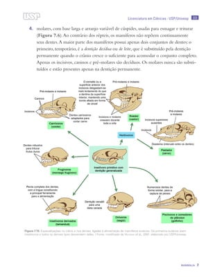 203
MAMMALIA 7
Licenciatura em Ciências · USP/Univesp
4.	 molares, com base larga e arranjo variável de cúspides, usadas para esmagar e triturar
(Figura 7.6).Ao contrário dos répteis, os mamíferos não repõem continuamente
seus dentes.A maior parte dos mamíferos possui apenas dois conjuntos de dentes: o
primeiro, temporário, é a dentição decídua ou de leite, que é substituído pela dentição
permanente quando o crânio cresce o suficiente para acomodar o conjunto completo.
Apenas os incisivos, caninos e pré-molares são decíduos. Os molares nunca são substi-
tuídos e estão presentes apenas na dentição permanente.
Figura 7.15: Especializações no crânio e nos dentes, ligadas à alimentação de mamíferos eutérios. Os primeiros eutérios eram
insetívoros e todos os demais tipos descendem deles. / Fonte: modificado de Hickman et al., 2001; elaborado por USP/Univesp
 