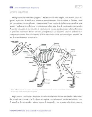 204
VIDA E MEIO AMBIENTE Diversidade e Evolução de Vertebrados
Licenciatura em Ciências · USP/Univesp
Sistema esquelético
O esqueleto dos mamíferos (Figura 7.16) tornou-se mais simples, com menos ossos, en-
quanto o processo de ossificação tornou-se mais complexo. Diversos ossos se fundem, como
por exemplo, na cintura pélvica e caixa craniana. Existe grande flexibilidade no esqueleto axial
(crânio + coluna vertebral),o que permite aos membros uma série de movimentos e aceleração.
A grande variedade de movimentos é especialmente vantajosa para animais arborícolas, como
os primeiros mamíferos devem ter sido. A simplificação do esqueleto também pode ter sido
vantajosa em termos de economia metabólica: com menos ossos, menos energia é investida em
seu desenvolvimento e manutenção.
O padrão de crescimento ósseo dos mamíferos difere dos demais vertebrados. Na maioria
dos mamíferos (com exceção de alguns marsupiais) o crescimento é restrito ao início da vida.
A superfície de articulação e alguns pontos de associação com grandes músculos tornam-se
Figura 7.16: Esqueleto de um canídeo, com o nome dos elementos ósseos de tamanho maior. / Fonte: modificado
de Pough et al., 2008; elaborado por USP/Univesp
 