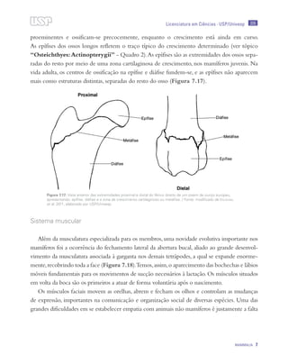 205
MAMMALIA 7
Licenciatura em Ciências · USP/Univesp
proeminentes e ossificam-se precocemente, enquanto o crescimento está ainda em curso.
As epífises dos ossos longos refletem o traço típico do crescimento determinado (ver tópico
“Osteichthyes:Actinopterygii” - Quadro 2).As epífises são as extremidades dos ossos sepa-
radas do resto por meio de uma zona cartilaginosa de crescimento, nos mamíferos juvenis. Na
vida adulta, os centros de ossificação na epífise e diáfise fundem-se, e as epífises não aparecem
mais como estruturas distintas, separadas do resto do osso (Figura 7.17).
Sistema muscular
Além da musculatura especializada para os membros, uma novidade evolutiva importante nos
mamíferos foi a ocorrência do fechamento lateral da abertura bucal, aliado ao grande desenvol-
vimento da musculatura associada à garganta nos demais tetrápodes, a qual se expande enorme-
mente,recobrindo toda a face (Figura 7.18).Temos,assim,o aparecimento das bochechas e lábios
móveis fundamentais para os movimentos de sucção necessários à lactação. Os músculos situados
em volta da boca são os primeiros a atuar de forma voluntária após o nascimento.
Os músculos faciais movem as orelhas, abrem e fecham os olhos e controlam as mudanças
de expressão, importantes na comunicação e organização social de diversas espécies. Uma das
grandes dificuldades em se estabelecer empatia com animais não mamíferos é justamente a falta
Figura 7.17: Vista anterior das extremidades proximal e distal do fêmur direito de um jovem de ouriço europeu,
apresentando: epífise, diáfise e a zona de crescimento cartilaginoso ou metáfise. / Fonte: modificado de Vaughan,
et al. 2011; elaborado por USP/Univesp
 