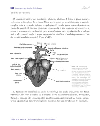 208
VIDA E MEIO AMBIENTE Diversidade e Evolução de Vertebrados
Licenciatura em Ciências · USP/Univesp
Sistema circulatório
O sistema circulatório dos mamíferos é altamente eficiente, de forma a poder manter a
endotermia e altos níveis de atividade. Nesse grupo, como nas aves, foi atingida a separação
completa entre a circulação sistêmica e a pulmonar. O coração possui quatro câmaras (septo
ventricular completo), funciona como uma bomba dupla: o lado direito do coração recebe o
sangue venoso do corpo e o bombeia para os pulmões, com baixa pressão (circulação pulmo-
nar); o lado esquerdo recebe o sangue oxigenado dos pulmões e o bombeia para o corpo com
alta pressão (circulação sistêmica) (Figura 7.20).
As hemácias dos mamíferos são discos bicôncavos, e não esferas ovais, como nos demais
vertebrados. Em todas as famílias de mamíferos, exceto os camelídeos (camelos, dromedários,
lhamas), as hemácias não possuem núcleo quando maduras, aparentemente de forma a aumen-
tar sua capacidade de transportar oxigênio e manter as altas taxas metabólicas dos mamíferos.
Figura 7.20: Representação
esquemática do coração dos
mamíferos. Existem quatro
câmaras completamente isoladas
(dois átrios e dois ventrículos).
A circulação pulmonar ocorre no
caminho: átrio direito à ventrículo
direito à veias pulmonares à pul-
mões à átrio esquerdo. Enquanto
a circulação sistêmica ocorre:
ventrículo esquerdo à cabeça
e corpo à átrio direito. / Fonte:
modificado de Pough et al., 2008;
elaborado por USP/Univesp
 
