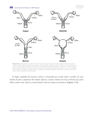 210
VIDA E MEIO AMBIENTE Diversidade e Evolução de Vertebrados
Licenciatura em Ciências · USP/Univesp
O órgão copulador do macho, o pênis, é constituído por tecido erétil e envolto em uma
bainha de pele, o prepúcio. Em muitas espécies, o pênis contém um osso, o báculo, que pode
diferir muito entre espécies, sendo bastante útil em estudos taxonômicos (Figura 7.22).
Figura 7.21: Diferentes tipos de útero encontrados em mamíferos eutérios, mostrando o grau de fusão entre os dois
cornos. a. Útero duplex, encontrado em roedores, coelhos e lebres, aardvarks e hiraxes. Note os cornos separados e a
cervix distinta de cada um deles; b. Muitos carnívoros e baleias têm úteros bipartidos; c. Insetívoros, muitos morcegos,
alguns primatas, pangolins, carnívoros, elefantes, peixes-boi e ungulados possuem útero bicorne; d. Um útero simples
é encontrado na maioria dos primatas, alguns morcegos, tamanduás, preguiças e tatus/ Fonte: modificado de Martin &
DeBlase, 2001; elaborado por USP/Univesp
 