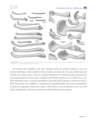 211
MAMMALIA 7
Licenciatura em Ciências · USP/Univesp
Os testículos dos mamíferos não estão situados dentro da cavidade celômica, como nos
demais vertebrados, sendo mantido em uma estrutura em forma de saco que, embora seja uma
extensão do celoma, situa-se fora da cavidade abdominal. Os testículos podem posicionar-se
permanentemente no escroto,após a chegada à maturidade reprodutiva,ou recolher-se na cavi-
dade abdominal entre as estações reprodutivas e descendo apenas quando o animal encontra-se
fértil. Na maioria dos mamíferos, a maturação dos espermatozoides não ocorre normalmente
na faixa de temperatura interna do corpo, e, dessa forma, o escroto funciona como um local
onde a temperatura é mais baixa, favorável ao desenvolvimento dos gametas.
Figura 7.22: Exemplos de báculos das famílias Mustelidae (lontras, texugos e doninhas) e Sciuridae (esquilos)./ Fonte: modificado de
Feldhamer et al., 1999; elaborado por USP/Univesp
 