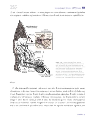 213
MAMMALIA 7
Licenciatura em Ciências · USP/Univesp
cóclea. Nas espécies que utilizam a ecolocação para encontrar alimento e orientar-se (golfinhos
e morcegos), o ouvido e as partes do encéfalo associadas à audição são altamente especializadas.
Visão
O olho dos mamíferos atuais é basicamente derivado de ancestrais noturnos, sendo menos
eficiente que o das aves. Nas espécies noturnas, o tapetum lucidum, tecido refletivo (células com
cristais de guanina) presente dentro do globo ocular, aumenta a capacidade de visão noturna. É
o reflexo dessa estrutura que resulta no brilho que vemos quando a luz de uma lanterna ou farol
atinge os olhos de um animal, à noite. A retina dos mamíferos possui células fotorreceptoras,
chamadas de bastonetes, e células receptoras de cor, que são os cones. Os bastonetes permitem
a visão em condições de pouca luz, sendo importantes nas espécies noturnas ou aquáticas, e os
Figura 7.23: O ouvido dos mamíferos: pavilhão
auditivo (orelha propriamente dita) para direcionar o
som; os ossículos da ouvido médio transmitem as
vibrações sonoras; a lagena, no ouvido interno, possui
uma superfície de células sensoriais que reagem
às ondas sonoras, transformando-as em impulso
nervoso, transmitido para o encéfalo pelo nervo
auditivo. Os canais semicirculares do ouvido interno
são importantes para o controle do equilíbrio e estão
localizados na ouvido médio. / Fonte: modificado de
Feldhamer et al., 1999; elaborado por USP/Univesp
 