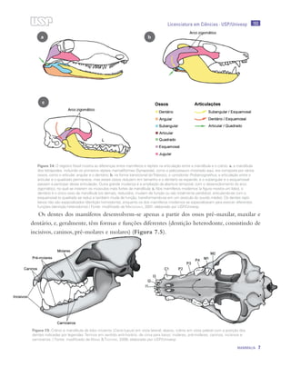 193
MAMMALIA 7
Licenciatura em Ciências · USP/Univesp
Os dentes dos mamíferos desenvolvem-se apenas a partir dos ossos pré-maxilar, maxilar e
dentário, e, geralmente, têm formas e funções diferentes (dentição heterodonte, consistindo de
incisivos, caninos, pré-molares e molares) (Figura 7.5).
c
a b
Figura 7.4: O registro fóssil mostra as diferenças entre mamíferos e répteis na articulação entre a mandíbula e o crânio: a. a mandíbula
dos tetrápodes, incluindo os primeiros répteis mamaliformes (Synapsida), como o pelicossauro mostrado aqui, era composta por vários
ossos, como o articular, angular e o dentário; b. na forma transicional doTriássico, o cynodonte Probainognathus, a articulação entre o
articular e o quadrado permanece, mas esses ossos reduzem em tamanho e o dentário se expande, e o subangular e o esquamosal
passam a participar dessa articulação. Outra grande mudança é a ampliação da abertura temporal, com o desenvolvimento do arco
zigomático, no qual se inserem os músculos mais fortes da mandíbula; c. Nos mamíferos modernos (a figura mostra um lobo), o
dentário é o único osso da mandíbula (os demais, reduzidos, mudam de função ou são totalmente perdidos), articulando-se com o
esquamosal (o quadrado se reduz e também muda de função, transformando-se em um ossículo do ouvido médio). Os dentes repti-
lianos não são especializados (dentição homodonte), enquanto os dos mamíferos modernos se especializaram para exercer diferentes
funções (dentição heterodonte) / Fonte: modificado de Macdonald, 2001; elaborado por USP/Univesp
Figura 7.5: Crânio e mandíbula de lobo cinzento (Canis lupus) em vista lateral; abaixo, crânio em vista palatal com a posição dos
dentes indicadas por legendas. Termos em sentido anti-horário, de cima para baixo: molares, pré-molares, caninos, incisivos e
carniceiros. / Fonte: modificado de Wang & Tedford, 2008; elaborado por USP/Univesp
 