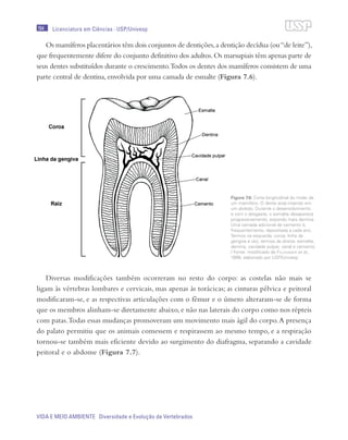 194
VIDA E MEIO AMBIENTE Diversidade e Evolução de Vertebrados
Licenciatura em Ciências · USP/Univesp
Os mamíferos placentários têm dois conjuntos de dentições,a dentição decídua (ou“de leite”),
que frequentemente difere do conjunto definitivo dos adultos.Os marsupiais têm apenas parte de
seus dentes substituídos durante o crescimento.Todos os dentes dos mamíferos consistem de uma
parte central de dentina, envolvida por uma camada de esmalte (Figura 7.6).
Diversas modificações também ocorreram no resto do corpo: as costelas não mais se
ligam às vértebras lombares e cervicais, mas apenas às torácicas; as cinturas pélvica e peitoral
modificaram-se, e as respectivas articulações com o fêmur e o úmero alteraram-se de forma
que os membros alinham-se diretamente abaixo, e não nas laterais do corpo como nos répteis
com patas.Todas essas mudanças promoveram um movimento mais ágil do corpo.A presença
do palato permitiu que os animais comessem e respirassem ao mesmo tempo, e a respiração
tornou-se também mais eficiente devido ao surgimento do diafragma, separando a cavidade
peitoral e o abdome (Figura 7.7).
Figura 7.6: Corte longitudinal do molar de
um mamífero. O dente está inserido em
um alvéolo. Durante o desenvolvimento
e com o desgaste, o esmalte desaparece
progressivamente, expondo mais dentina.
Uma camada adicional de cemento é,
frequentemente, depositada a cada ano.
Termos na esquerda: coroa, linha da
gengiva e raiz; termos da direita: esmalte,
dentina, cavidade pulpar, canal e cemento.
/ Fonte: modificado de Feldhamer et al.,
1999; elaborado por USP/Univesp
 
