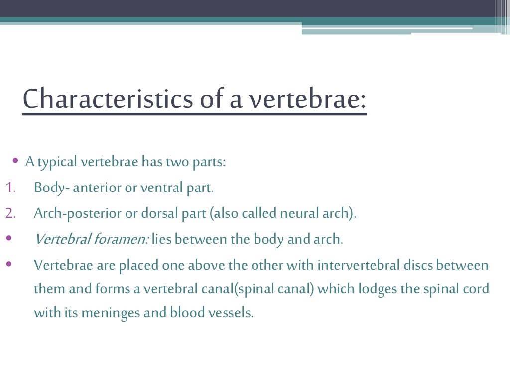 Anatomy of Vertebral Column