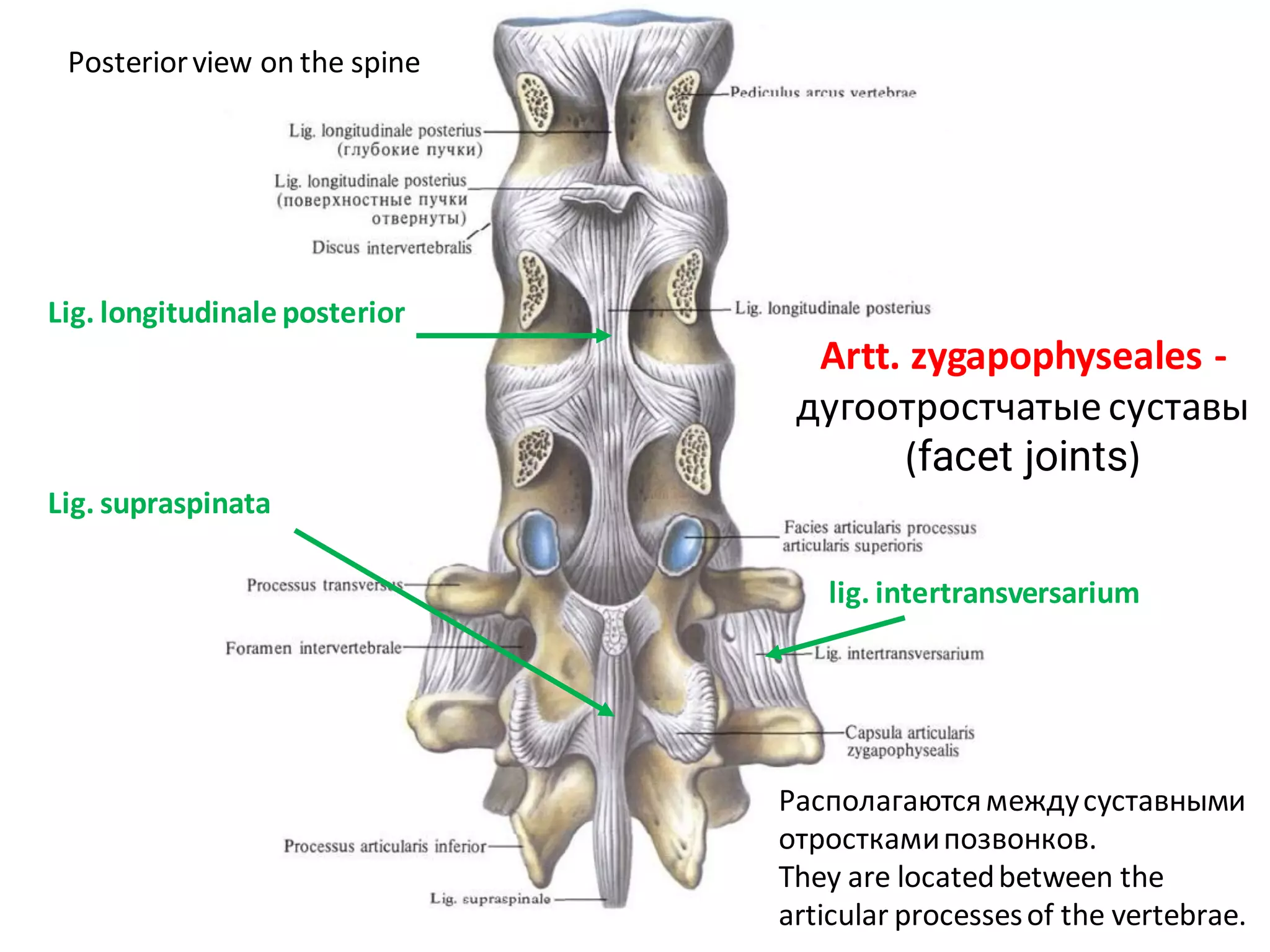 vertebrae connection.pdf