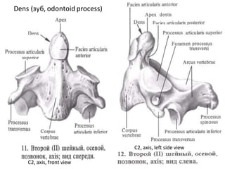 vertebrae connection.pdf