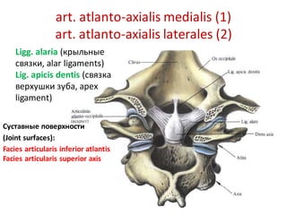 art. atlanto-axialis medialis (1)
art. atlanto-axialis laterales (2)
Ligg. alaria (крыльные
связки, alar ligaments)
Lig. a...