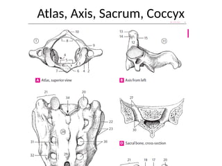 Vertebrae Illustrated Presentation with diagrams | PPTX