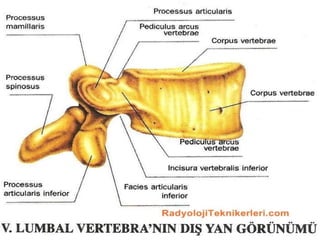 Vertebralar