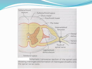 anatomy Vertebral Canal and its contents.pptx