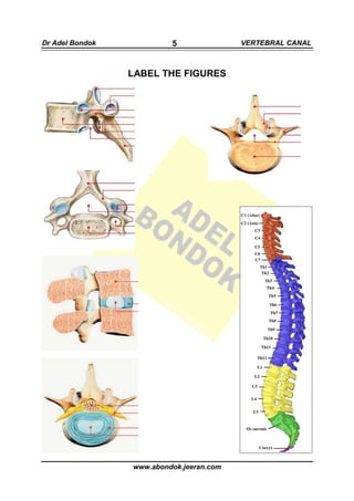 Dr Adel Bondok            5               VERTEBRAL CANAL



                 LABEL THE FIGURES




                 www.abondok.jeeran.com
 
