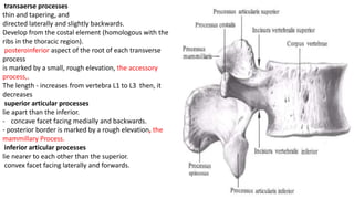L1 Accessory Rib Vertebral Colmn and Thorex.pptx