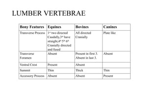 vertebral column. Of equine, bovine and canine | PPTX