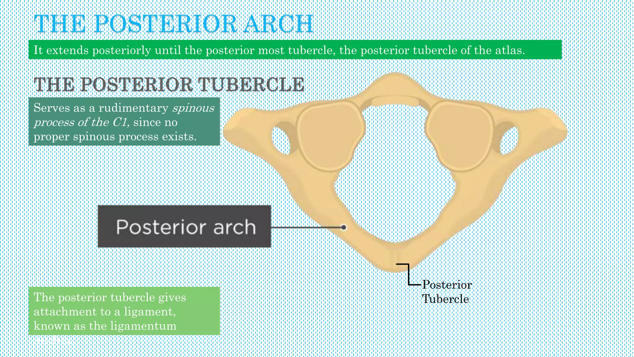 It extends posteriorly until the posterior most tubercle, the posterior tubercle of the atlas.
Posterior
Tubercle
Serves as a rudimentary spinous
process of the C1, since no
proper spinous process exists.
The posterior tubercle gives
attachment to a ligament,
known as the ligamentum
nuchae.
THE POSTERIOR ARCH
 
