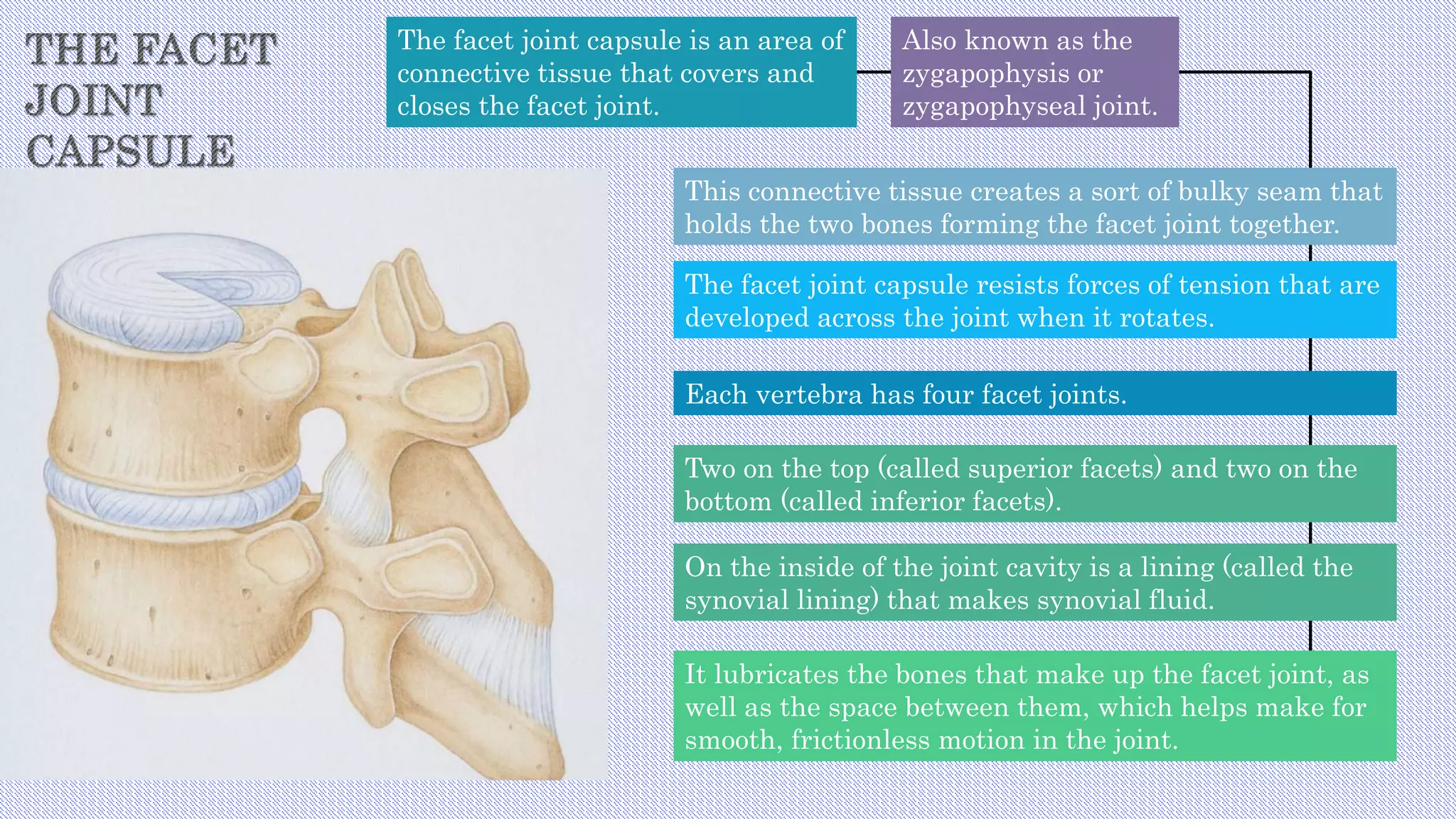 The facet joint capsule is an area of
connective tissue that covers and
closes the facet joint.
Also known as the
zygapophysis or
zygapophyseal joint.
This connective tissue creates a sort of bulky seam that
holds the two bones forming the facet joint together.
The facet joint capsule resists forces of tension that are
developed across the joint when it rotates.
Each vertebra has four facet joints.
Two on the top (called superior facets) and two on the
bottom (called inferior facets).
On the inside of the joint cavity is a lining (called the
synovial lining) that makes synovial fluid.
It lubricates the bones that make up the facet joint, as
well as the space between them, which helps make for
smooth, frictionless motion in the joint.
 