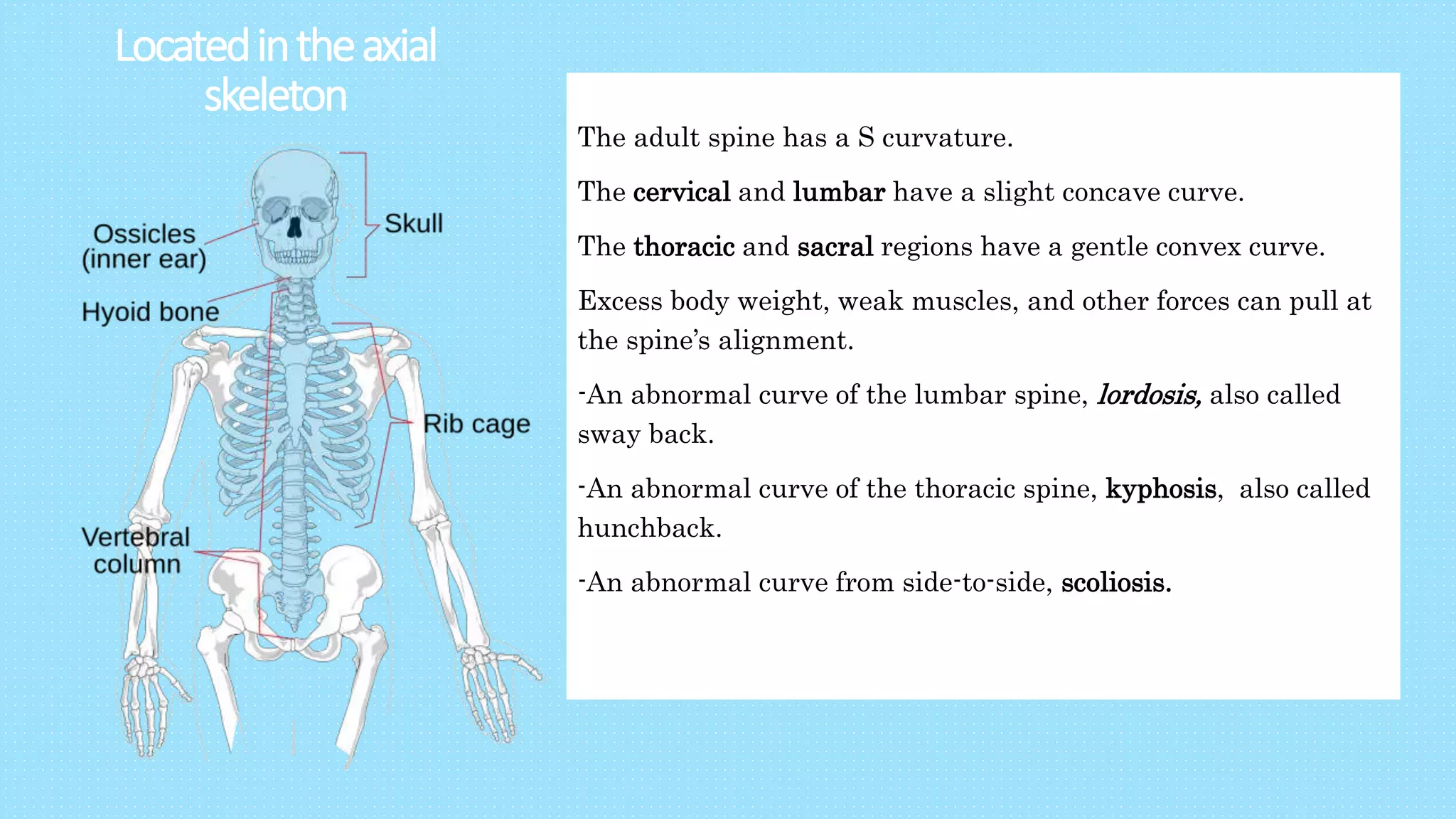 Locatedintheaxial
skeleton
The adult spine has a S curvature.
The cervical and lumbar have a slight concave curve.
The thoracic and sacral regions have a gentle convex curve.
Excess body weight, weak muscles, and other forces can pull at
the spine’s alignment.
-An abnormal curve of the lumbar spine, lordosis, also called
sway back.
-An abnormal curve of the thoracic spine, kyphosis, also called
hunchback.
-An abnormal curve from side-to-side, scoliosis.
 