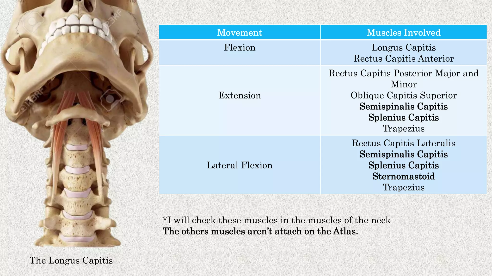 The Longus Capitis
Movement Muscles Involved
Flexion Longus Capitis
Rectus Capitis Anterior
Extension
Rectus Capitis Posterior Major and
Minor
Oblique Capitis Superior
Semispinalis Capitis
Splenius Capitis
Trapezius
Lateral Flexion
Rectus Capitis Lateralis
Semispinalis Capitis
Splenius Capitis
Sternomastoid
Trapezius
*I will check these muscles in the muscles of the neck
The others muscles aren’t attach on the Atlas.
 