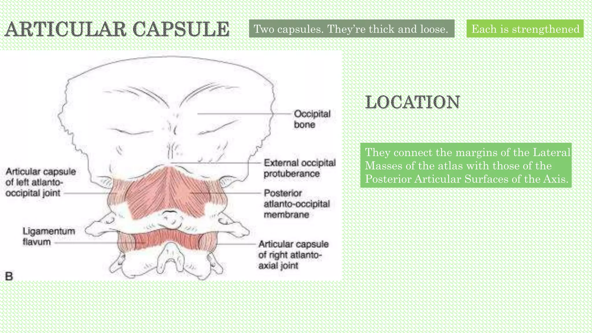 Two capsules. They’re thick and loose.
They connect the margins of the Lateral
Masses of the atlas with those of the
Posterior Articular Surfaces of the Axis.
Each is strengthened
 