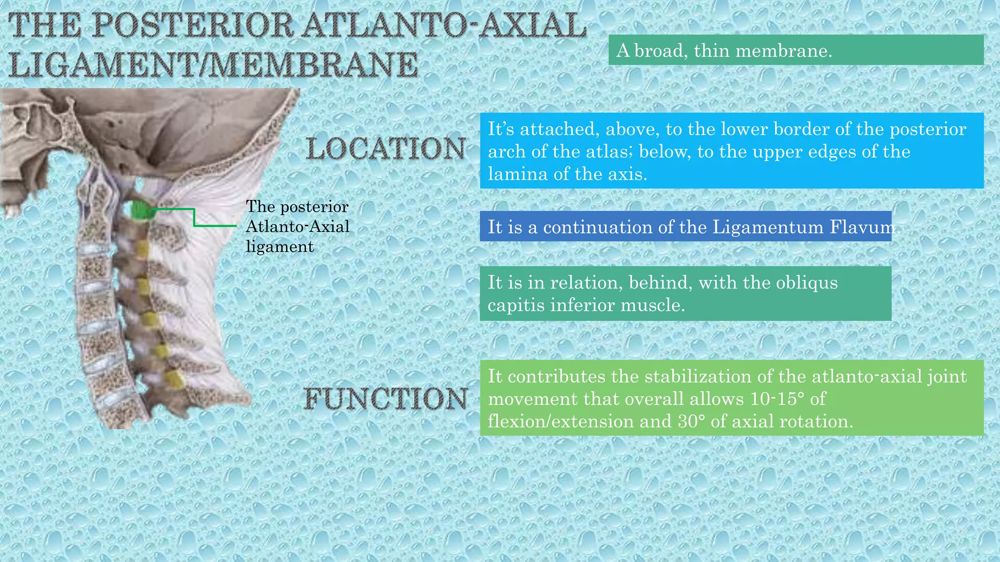 A broad, thin membrane.
It’s attached, above, to the lower border of the posterior
arch of the atlas; below, to the upper edges of the
lamina of the axis.
It is a continuation of the Ligamentum Flavum.
It is in relation, behind, with the obliqus
capitis inferior muscle.
The posterior
Atlanto-Axial
ligament
It contributes the stabilization of the atlanto-axial joint
movement that overall allows 10-15° of
flexion/extension and 30° of axial rotation.
 