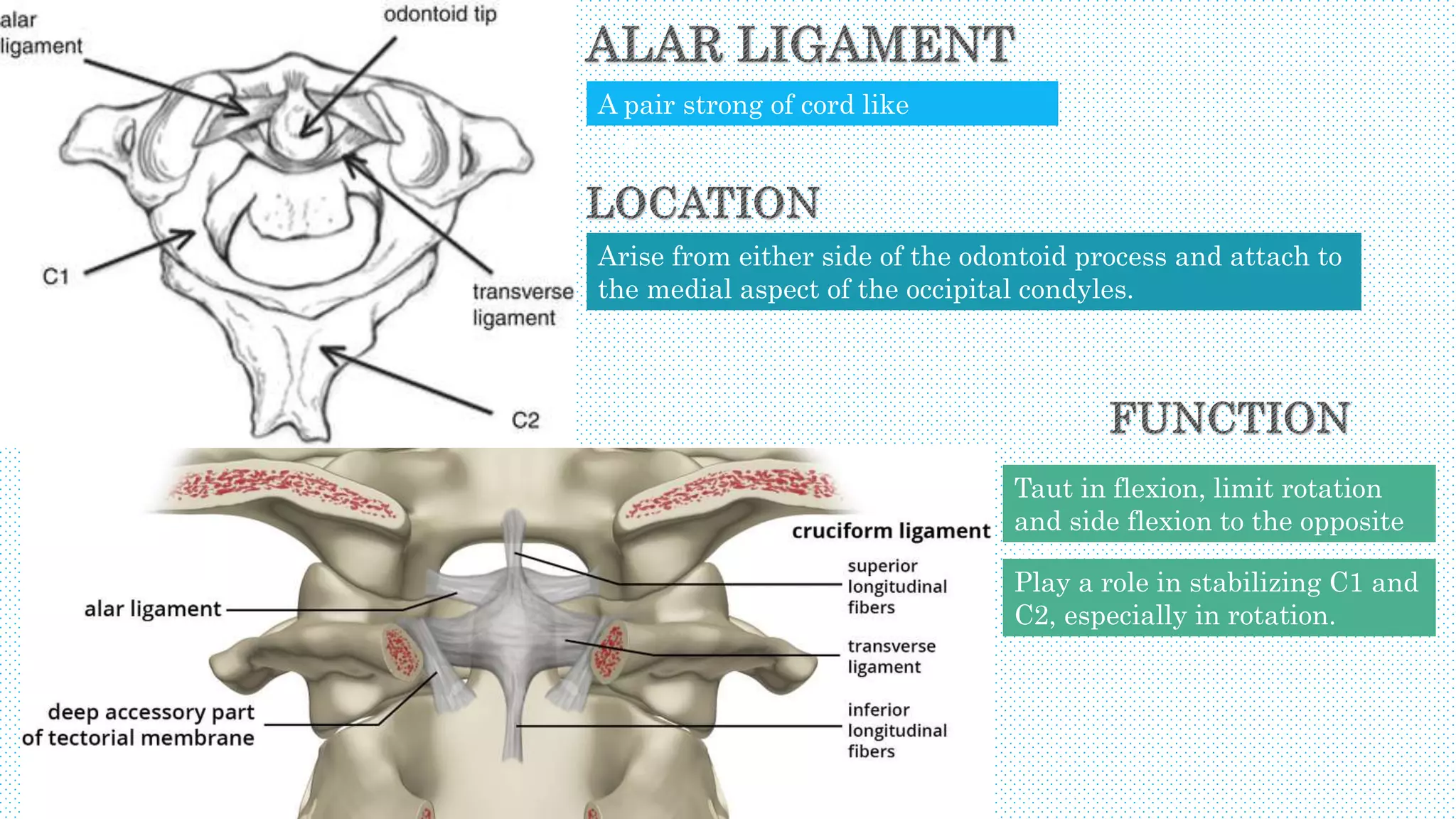 A pair strong of cord like
ligaments.
Arise from either side of the odontoid process and attach to
the medial aspect of the occipital condyles.
Taut in flexion, limit rotation
and side flexion to the opposite
side.
Play a role in stabilizing C1 and
C2, especially in rotation.
 