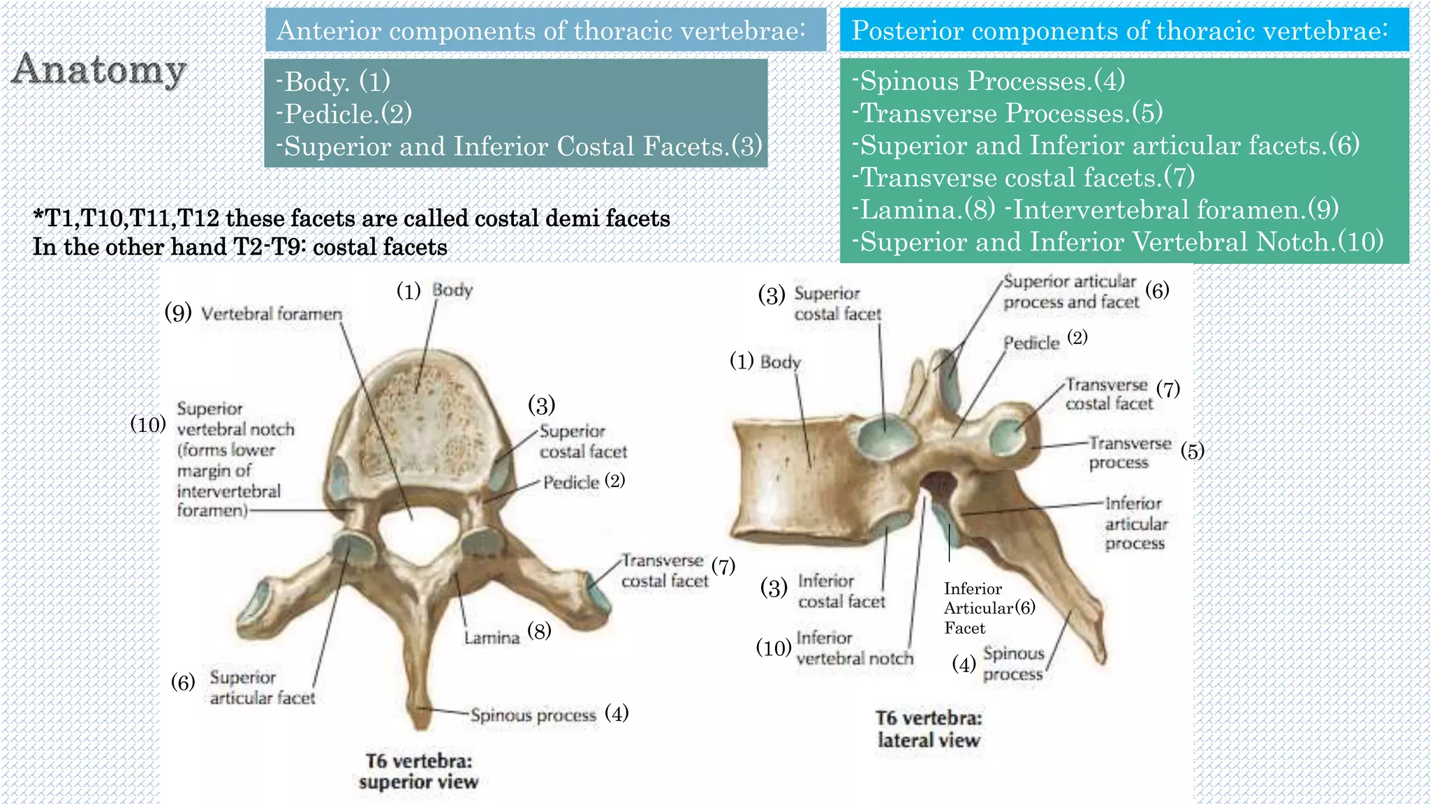 Anterior components of thoracic vertebrae:
-Body. (1)
-Pedicle.(2)
-Superior and Inferior Costal Facets.(3)
Posterior components of thoracic vertebrae:
-Spinous Processes.(4)
-Transverse Processes.(5)
-Superior and Inferior articular facets.(6)
-Transverse costal facets.(7)
-Lamina.(8) -Intervertebral foramen.(9)
-Superior and Inferior Vertebral Notch.(10)
(2)
(1)
(1)
(2)
*T1,T10,T11,T12 these facets are called costal demi facets
In the other hand T2-T9: costal facets
(3)
(3)
(3)
(4)
(4)
(5)
(7)
(7)
(8)
(9)
(6)
(6)
(10)
(10)
Inferior
Articular
Facet
(6)
 